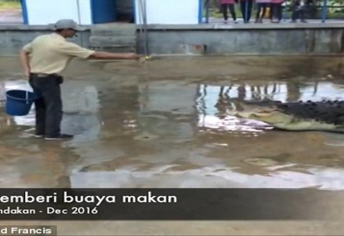 Ekolog Malaysia Diserang Buaya